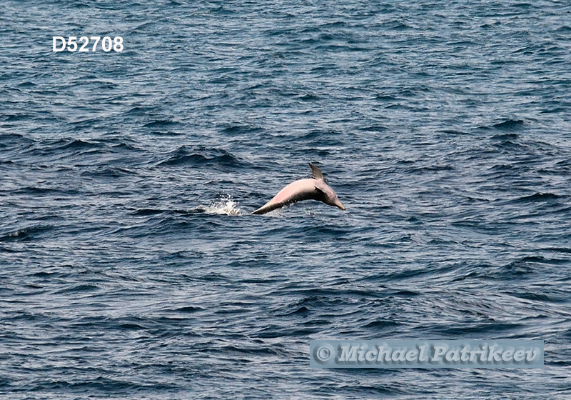 Common Bottlenose Dolphin (Tursiops truncatus)